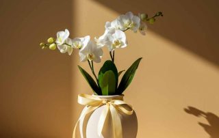 Orchid for Administrative Professionals Day