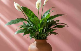 Mother's Day Peace Lily