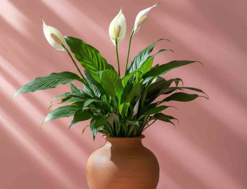 Mother’s Day Plants Celebrate and Honor the mothers in our Lives